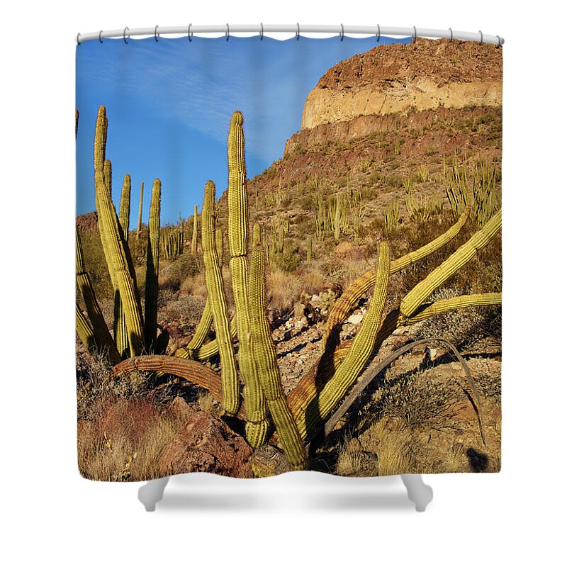 00557655 Shower Curtain featuring the photograph Organ Pipe Cactus, Ajo Mts, Organ Pipe Cactus Nm, Arizona by Tim Fitzharris
