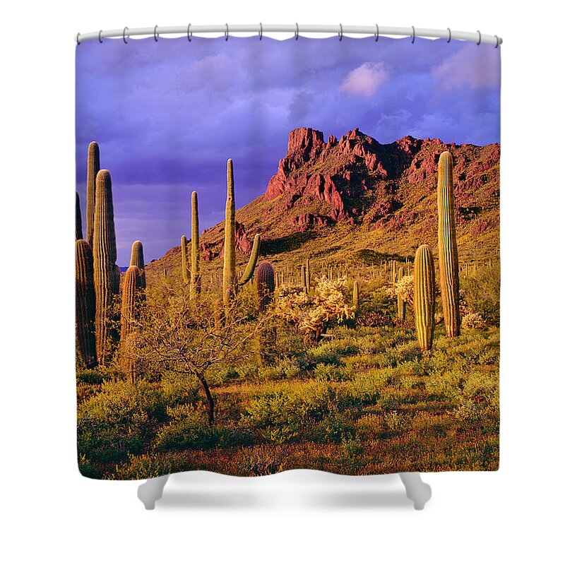 Saguaro Cactus Shower Curtain featuring the photograph Organ Pipe Cactus National Monument by Ron thomas