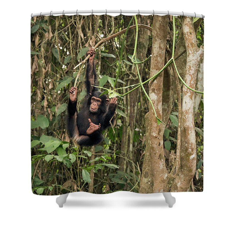 Gerry Ellis Shower Curtain featuring the photograph Orphan Daphne In Tree by Gerry Ellis