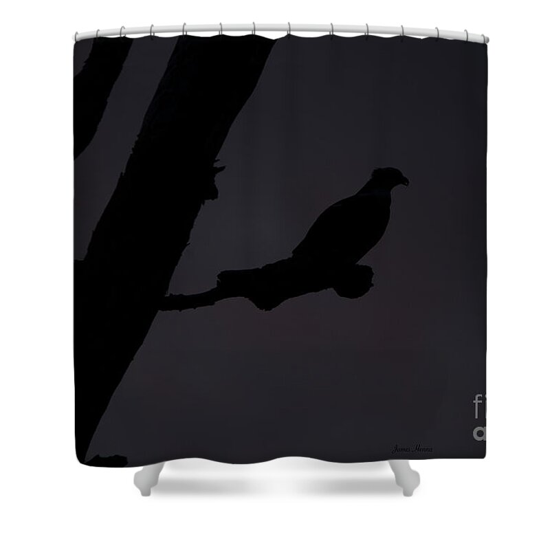 Osprey Shower Curtain featuring the photograph Osprey at Dusk by Metaphor Photo
