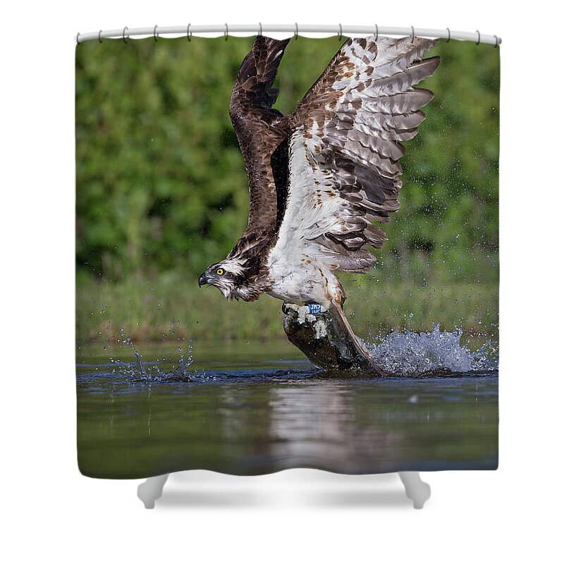 Osprey Shower Curtain featuring the photograph Osprey Dragging Fish by Pete Walkden