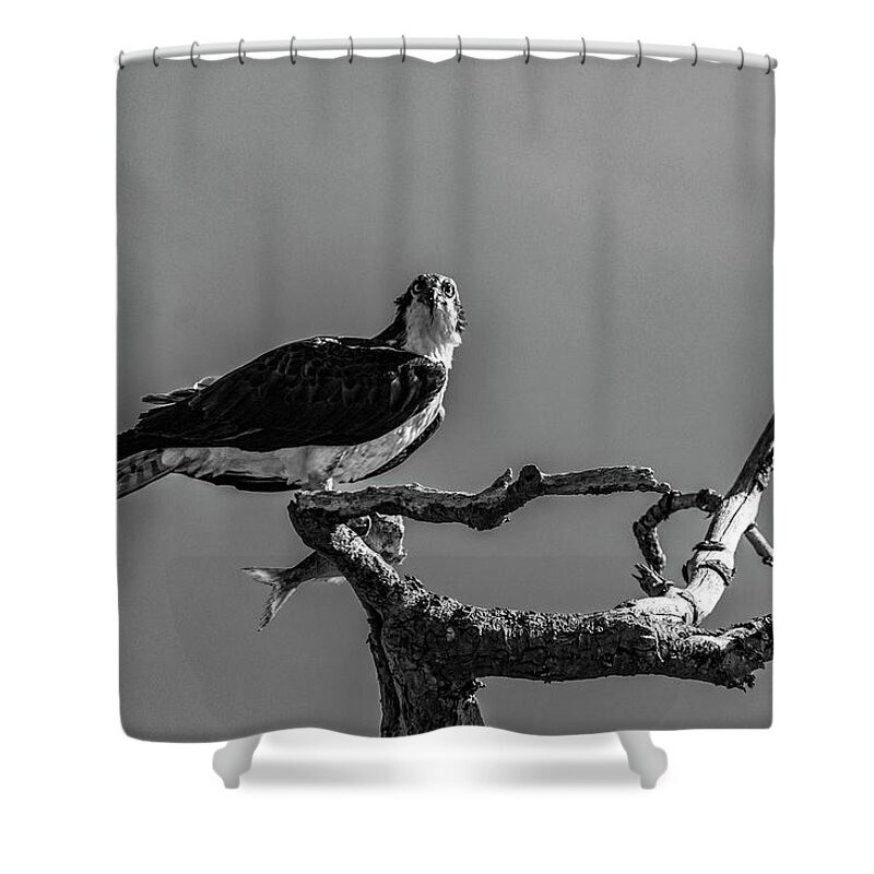 Raptor Shower Curtain featuring the photograph Osprey With Lunch by Cathy Kovarik