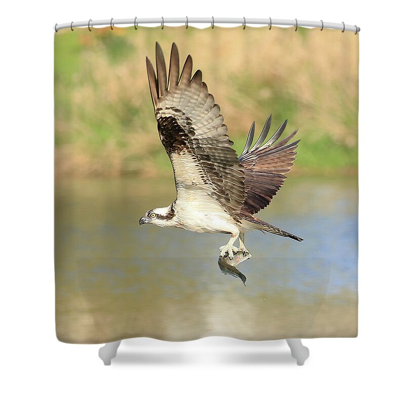 Osprey Shower Curtain featuring the photograph Osprey with Trout by Steve McKinzie