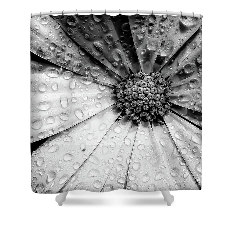 Garden Shower Curtain featuring the photograph Osteospermum petals black and white with water by Simon Bratt