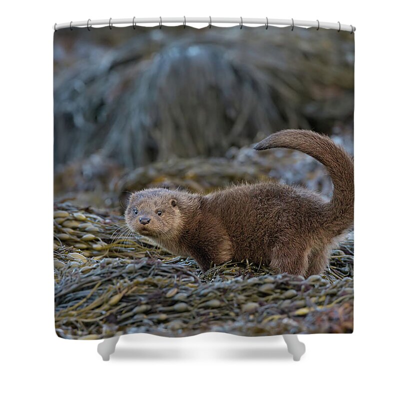 Otter Shower Curtain featuring the photograph Otter Cub Tail Up by Pete Walkden