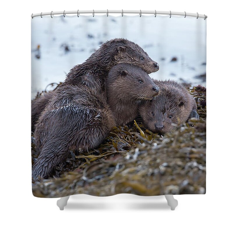 Otter Shower Curtain featuring the photograph Otter Family Together by Pete Walkden