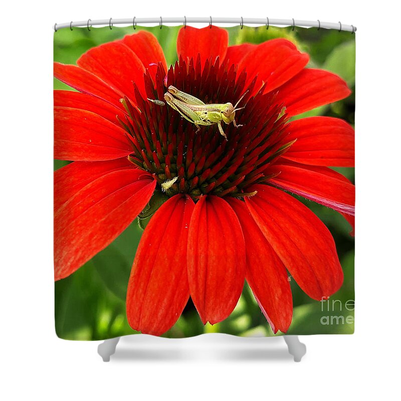 Insect Shower Curtain featuring the photograph Ouch Ouch Ouch by Dani McEvoy