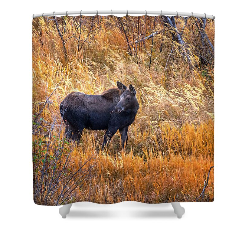 Chris Steele Shower Curtain featuring the photograph Out For A Stroll by Chris Steele