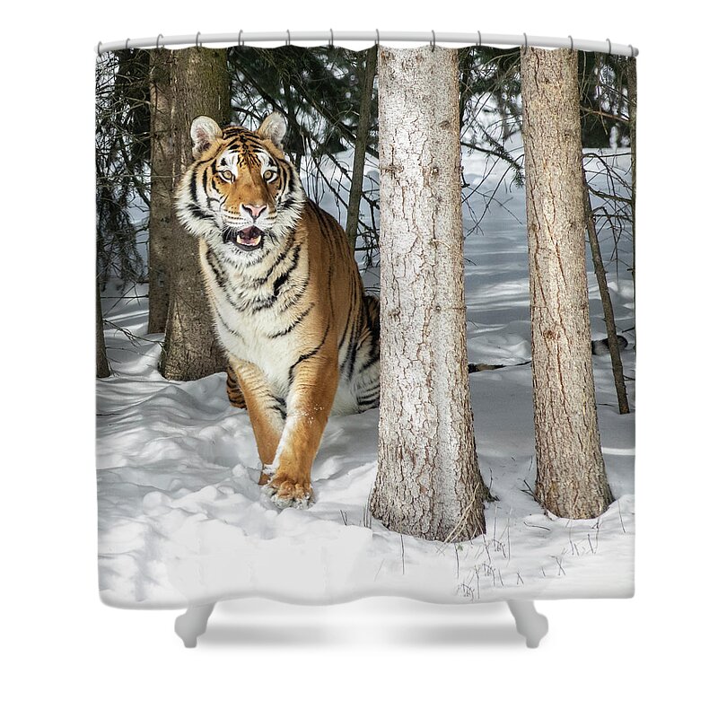 Tiger Shower Curtain featuring the photograph Out of the Woods by Elizabeth Waitinas