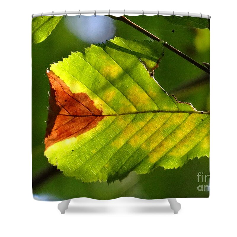 Leaf Shower Curtain featuring the photograph Outstanding leaf by Karin Ravasio