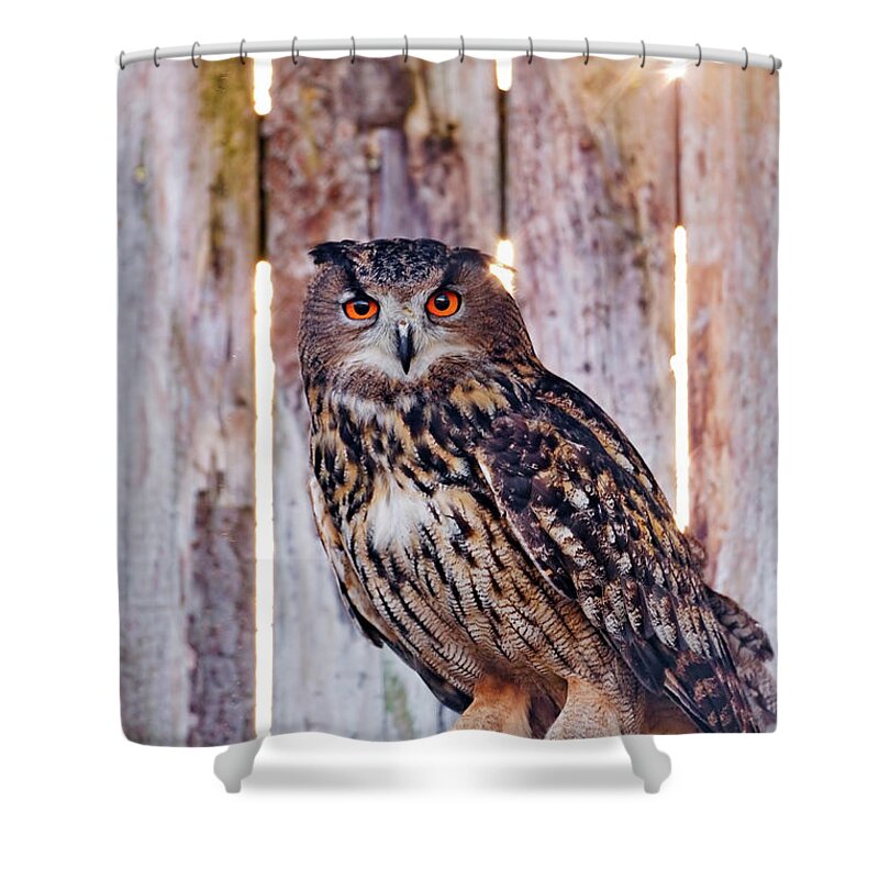 Animal Themes Shower Curtain featuring the photograph Owl And Sun by Picture By Tambako The Jaguar