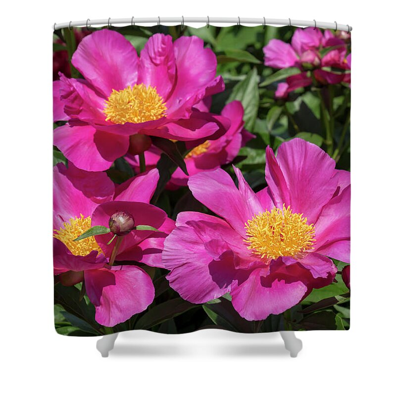 Flower Shower Curtain featuring the photograph Paeonia Roland by Dawn Cavalieri