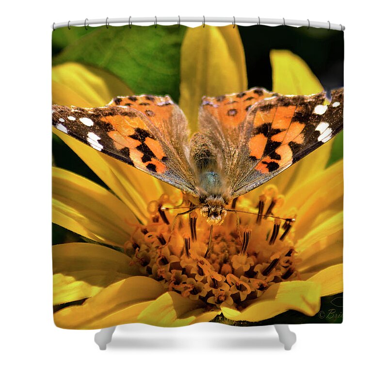 Butterfly Shower Curtain featuring the photograph Painted Lady Butterfly and Mules Ears Wildflower by Brian Tada