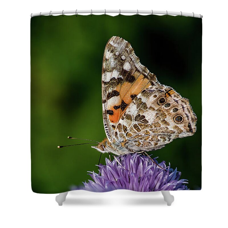 Painted Lady Iii Shower Curtain featuring the photograph Painted Lady III by Torbjorn Swenelius