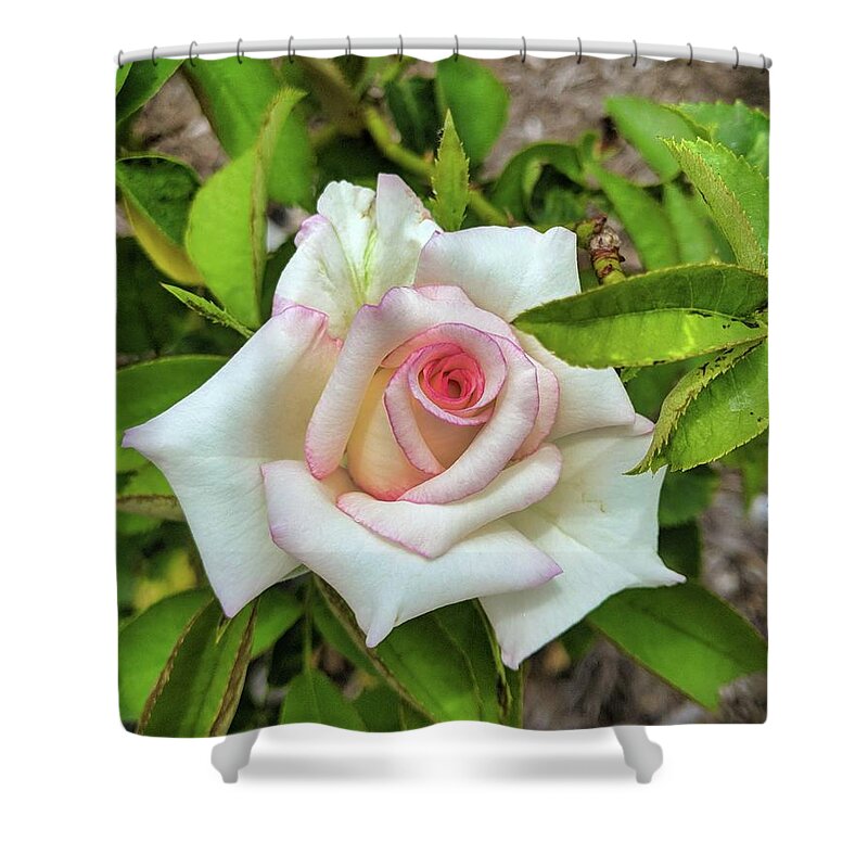 Flower Shower Curtain featuring the photograph Pale Rose by Portia Olaughlin