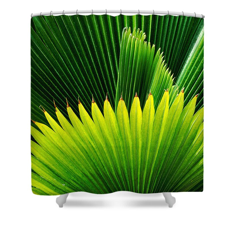 Grass Shower Curtain featuring the photograph Palm At Windjammer Landing Villas by Holger Leue