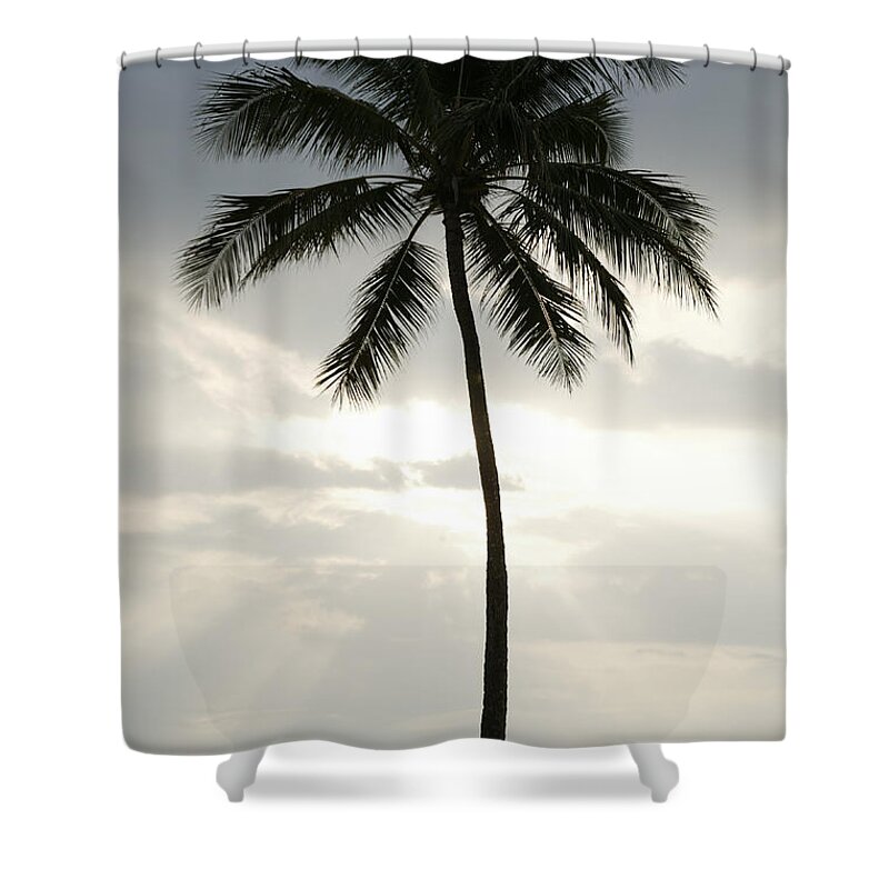 Tropical Tree Shower Curtain featuring the photograph Palm Tree by 321photography