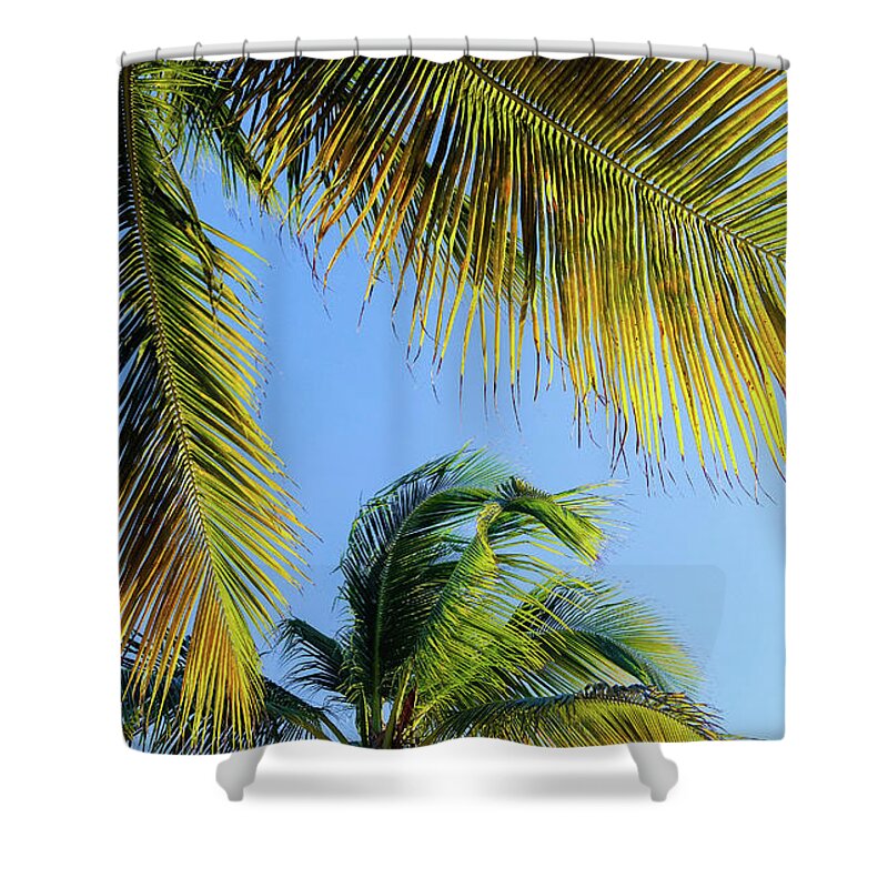 Caribbean Shower Curtain featuring the photograph Palm Tree Breeze by Elizabeth M