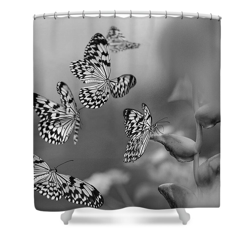 Disk1215 Shower Curtain featuring the photograph Paper Kite Butterfly Swarm by Tim Fitzharris