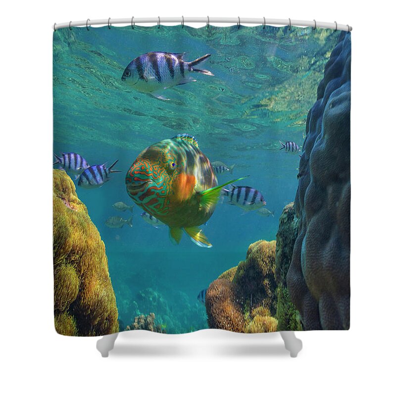 00586437 Shower Curtain featuring the photograph Parrotfish And Sergeant Major Damselfish And Coral, Apo Island, Philippines by Tim Fitzharris