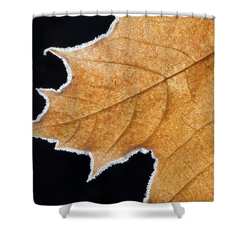 Season Shower Curtain featuring the photograph Part Of A Brown Frosted Maple Leaf With by Mint Images - David Schultz