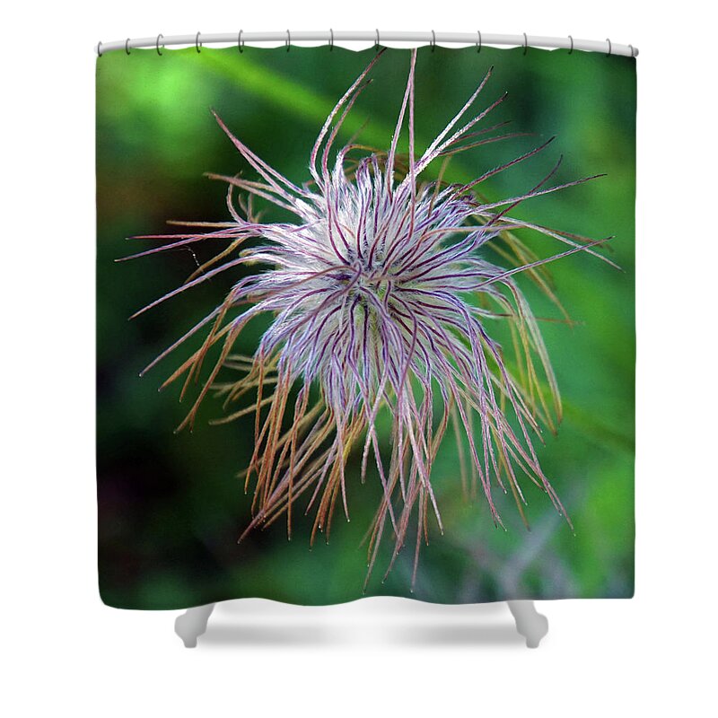 Flower Shower Curtain featuring the photograph Pasque Flower is a species belonging to the buttercup family Ran by Steve Estvanik