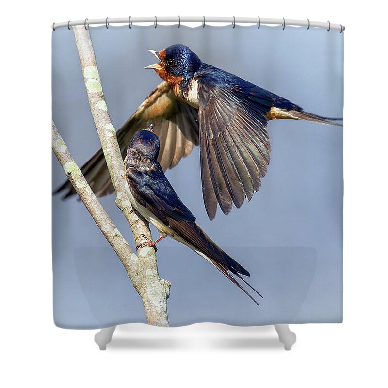 Swallow Shower Curtain featuring the photograph Passing Argument by Art Cole