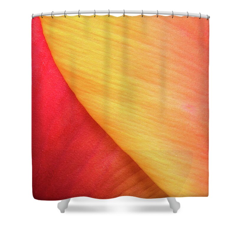 Tulip Shower Curtain featuring the photograph Pastel Curve by Michael Hubley