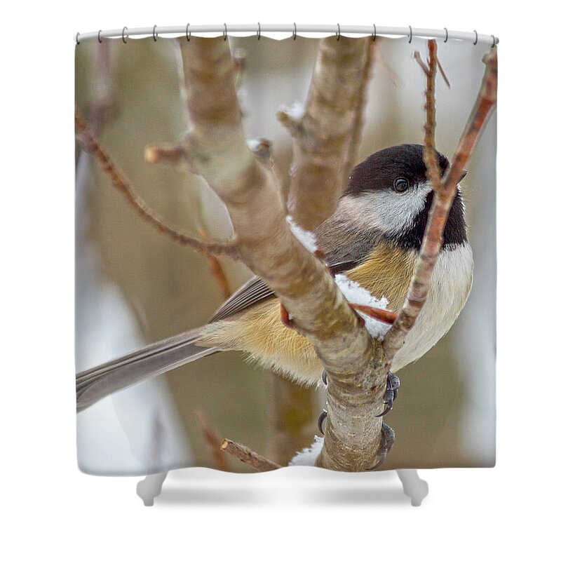Bird Shower Curtain featuring the photograph Peaceful Winter Chickadee by Betsy Knapp