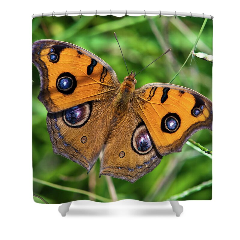 Insect Shower Curtain featuring the photograph Peacock Pansy by Hiroyuki Uchiyama