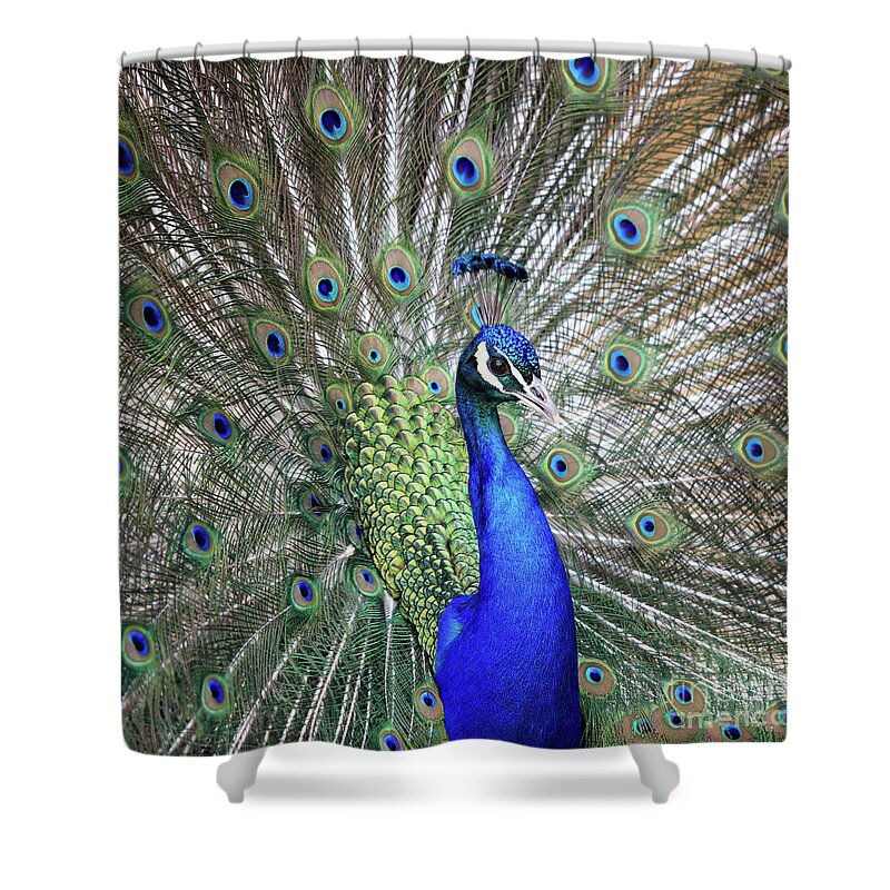 Peacock Shower Curtain featuring the photograph Peacock Portrait by Maria Gaellman