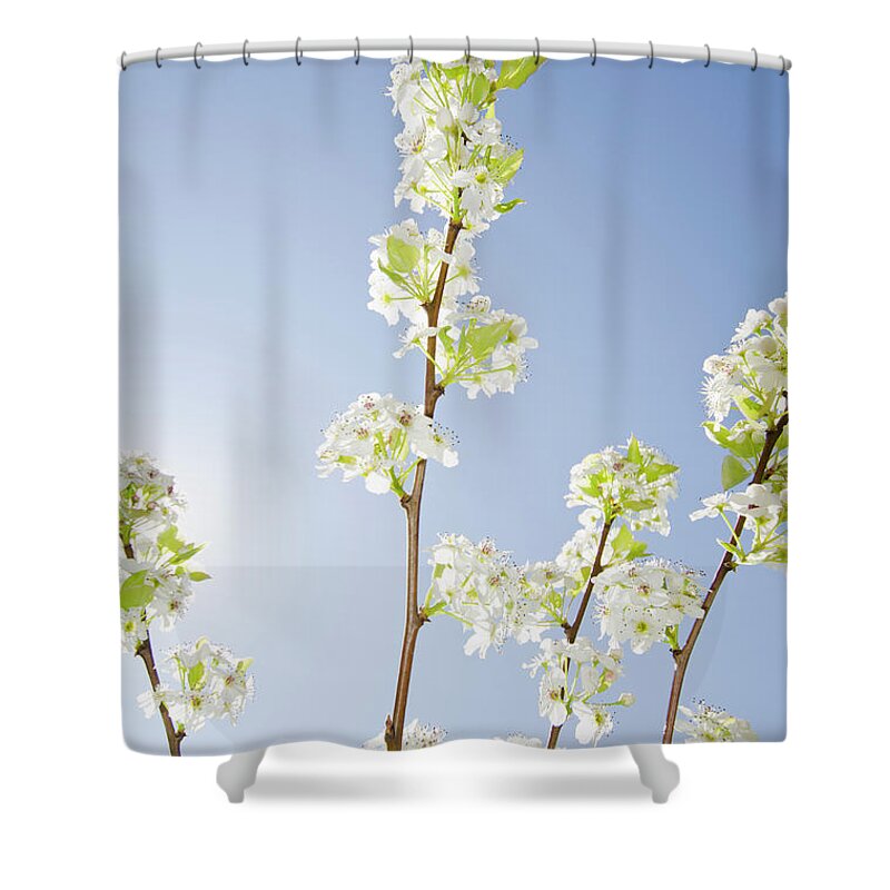 Clear Sky Shower Curtain featuring the photograph Pear Tree In Spring by Nine Ok