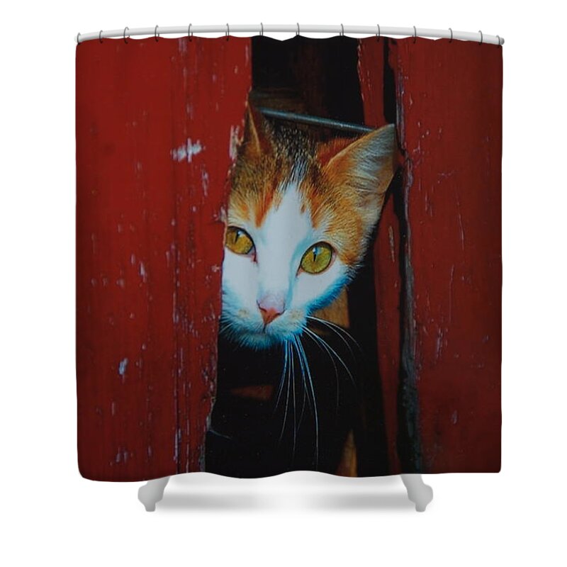 Cat Shower Curtain featuring the photograph Peek A Boo Kitty by Marty Klar