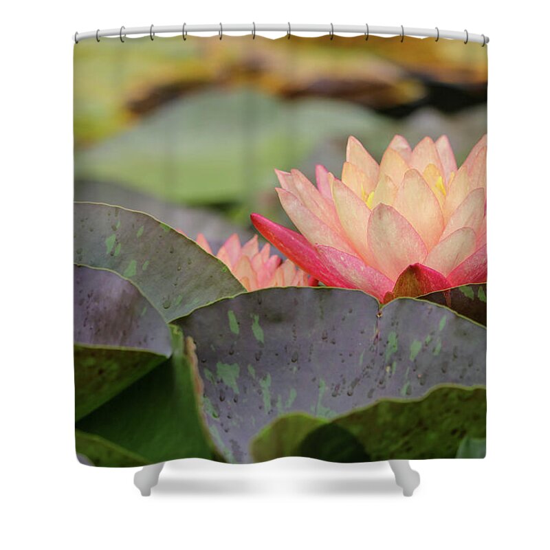 Lily Pad Shower Curtain featuring the photograph Peek A Boo Pads by Mary Anne Delgado