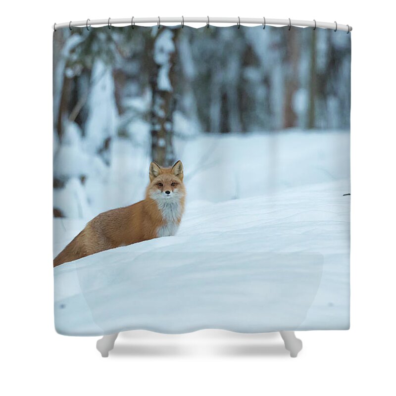 Sam Amato Photography Shower Curtain featuring the photograph Peek A Boo Red Fox by Sam Amato