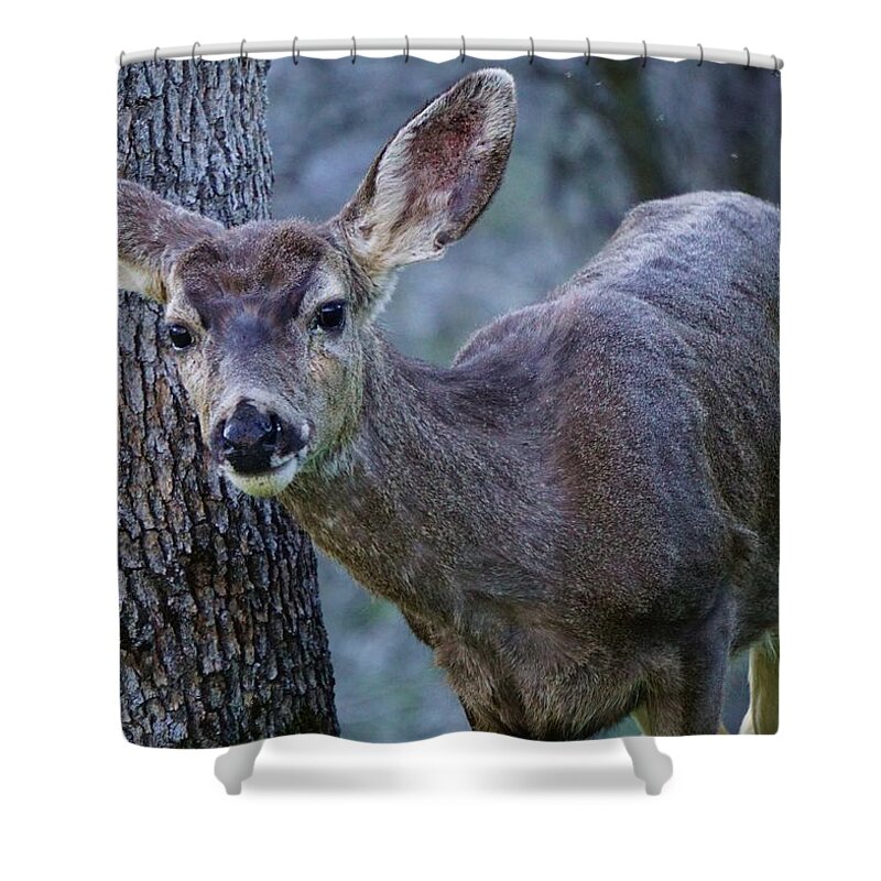 Deer Shower Curtain featuring the photograph Peekaboo Deer by Brett Harvey