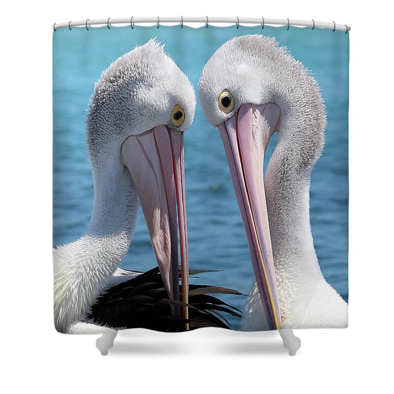Pelican Love Shower Curtain featuring the digital art Pelican love 06163 by Kevin Chippindall