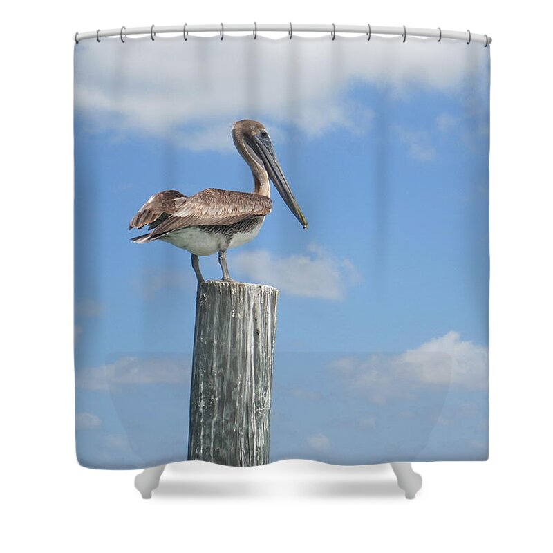 Sea Bird Shower Curtain featuring the photograph Pelican Perch by Marty Klar