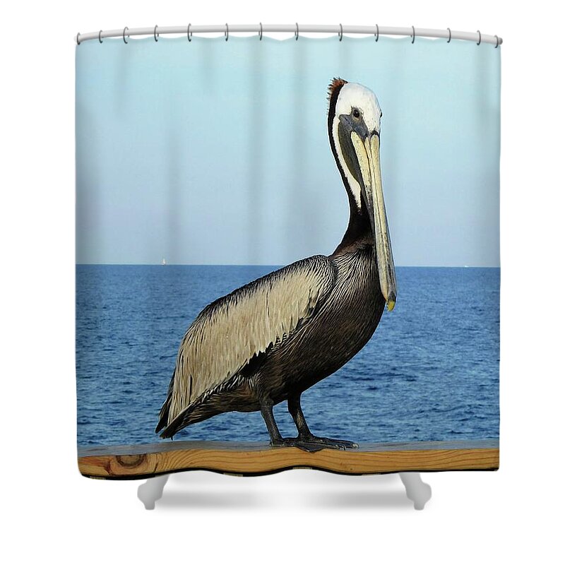 Birds Shower Curtain featuring the photograph Pelican Portrait II by Karen Stansberry