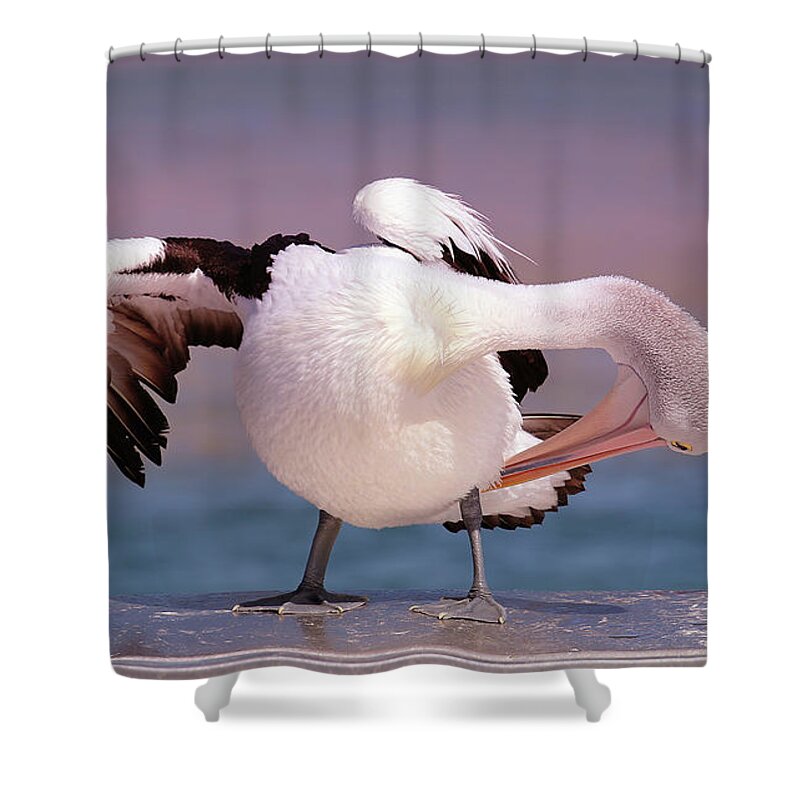 Pelicans Shower Curtain featuring the digital art Pelican show off 05 by Kevin Chippindall