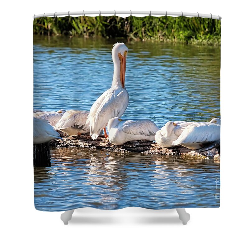 Pelicans Shower Curtain featuring the photograph Pelican Wharf by Joan Bertucci