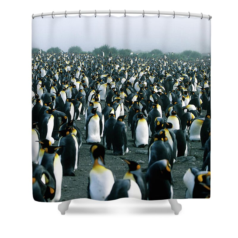 South Georgia Island Shower Curtain featuring the photograph Penguin Colony by Wdj