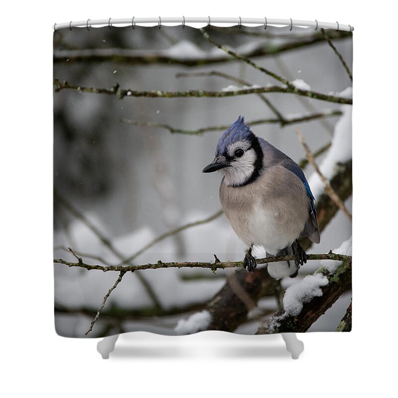 Blue Jay Shower Curtain featuring the photograph Perfectly Framed by Linda Bonaccorsi