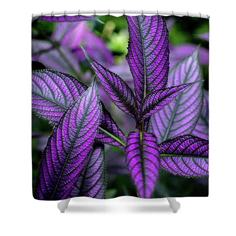 Persian Shield Shower Curtain featuring the photograph Persian Shield by Rose Guinther