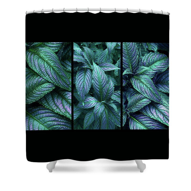 Leaves Shower Curtain featuring the photograph Persian Shield Triptych by Jessica Jenney