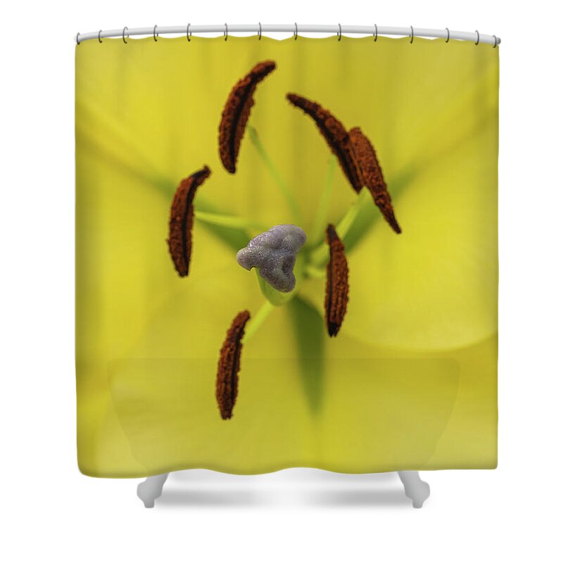 Anther Shower Curtain featuring the photograph Petals, stigma and anthers of a yellow lily by Tosca Weijers