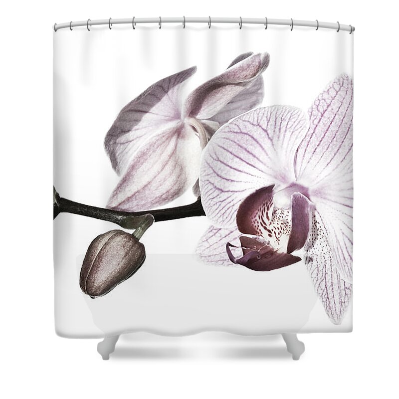 Desaturated Shower Curtain featuring the photograph Phalaenopsis Orchid Retouched by Maryann Flick