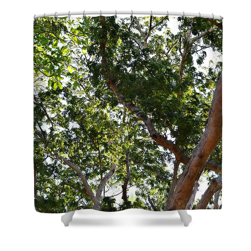 Tree Shower Curtain featuring the photograph Photo 66 Tropical Trees by Lucie Dumas