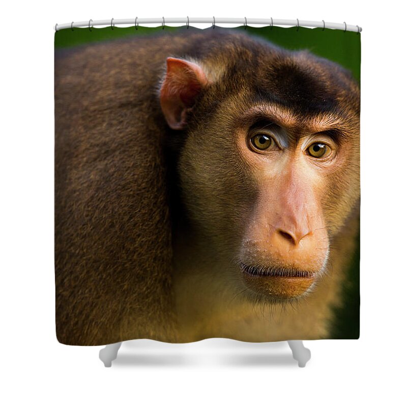 Sebastian Kennerknecht Shower Curtain featuring the photograph Pig-tailed Macaque Male by Sebastian Kennerknecht