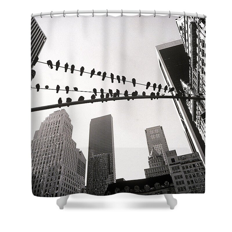 In A Row Shower Curtain featuring the photograph Pigeons Sitting On Wires by Henri Silberman